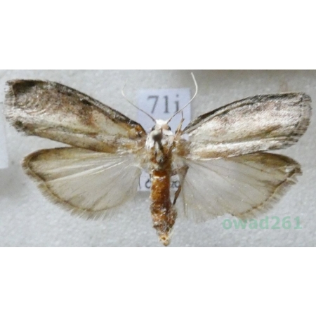 Aphomia sociella (Linnaeus, 1758) Żłobik gniazdoszek Czech71i